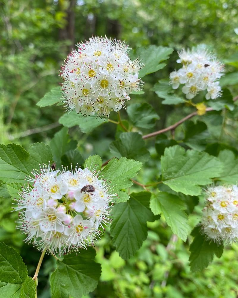 Ninebark