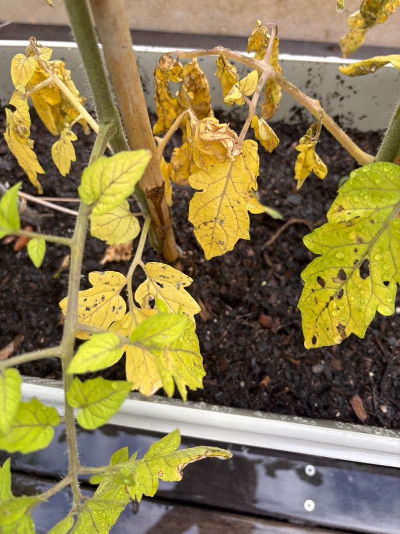 Nitrogen Deficiency Often Starts On Older Leaves Nitrogen Deficiency Often Starts On Older Leaves