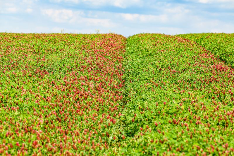 Nitrogen Levels Get Naturally Replenished By Legume Cover Crops