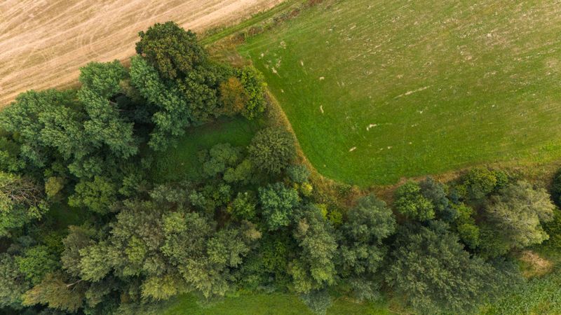 No Buffer Zone Between Your Lawn And Wooded Areas