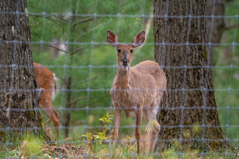 No Deer Fencing Near Wooded Edges