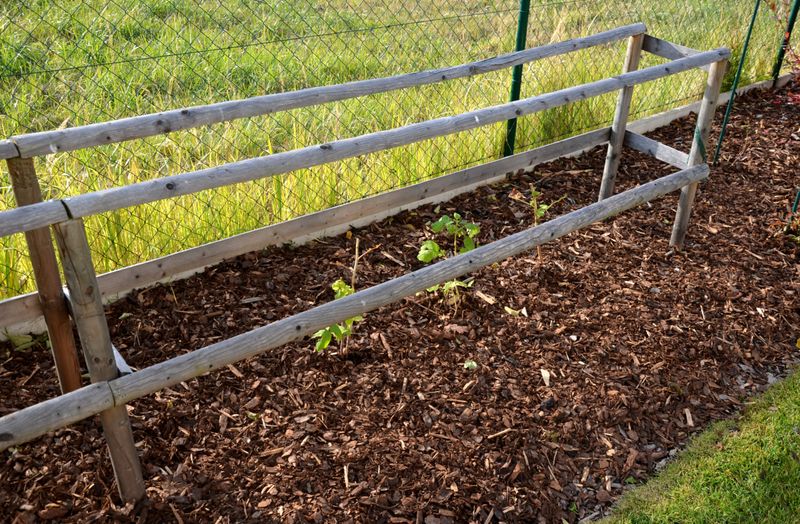 No Dry Barrier Between Lawn And Woods