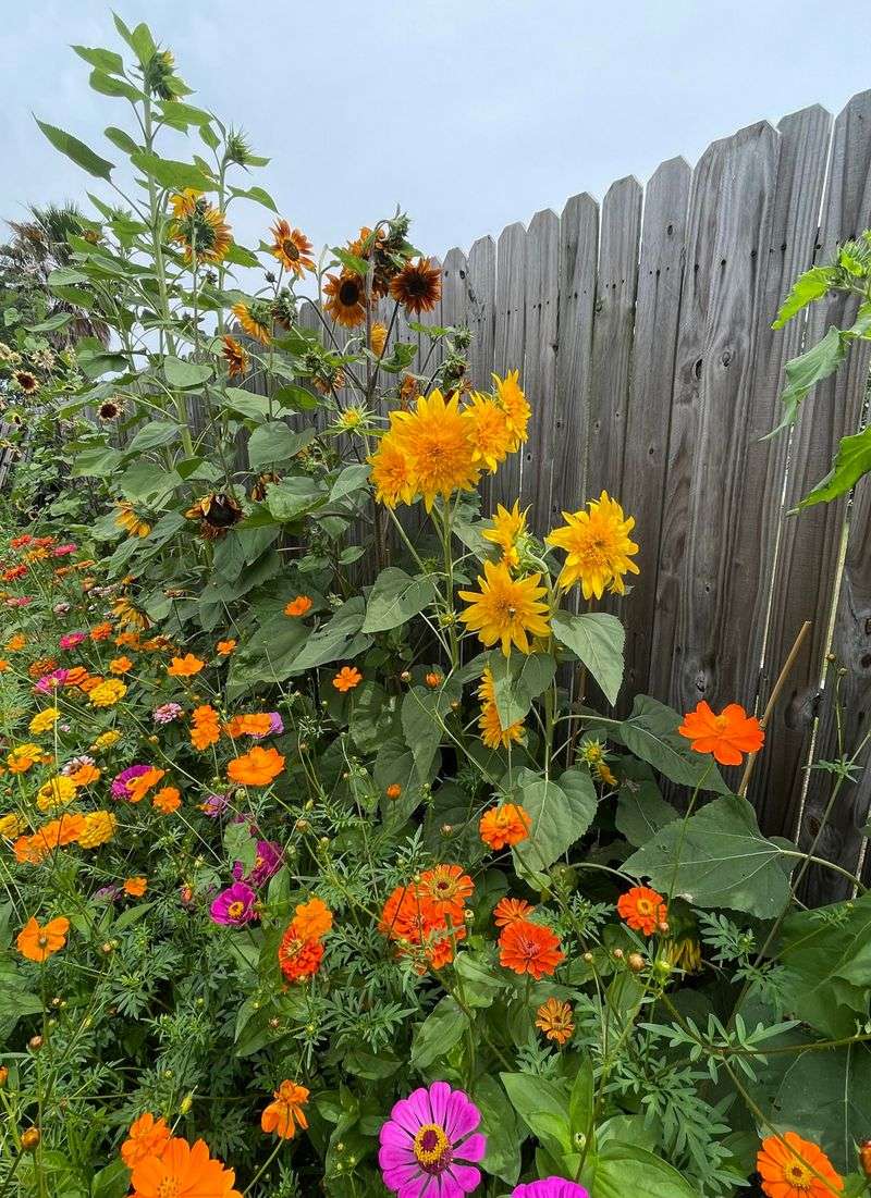 No Host Plants Means Fewer Caterpillars Later
