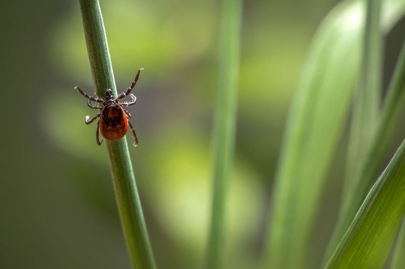 No Lawn Barrier Lets Ticks Migrate From Wild Land No Lawn Barrier Lets Ticks Migrate From Wild Land