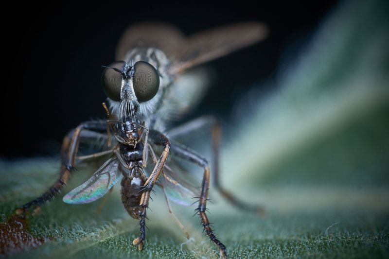 No Natural Midwest Predators And High Egg Output Compounds Populations Rapidly