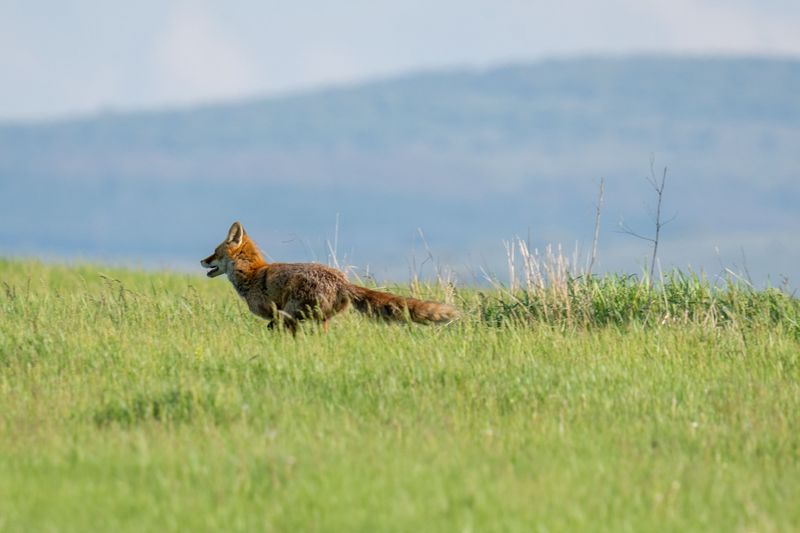 No Natural Predators Have Emerged Yet No Natural Predators Have Emerged Yet