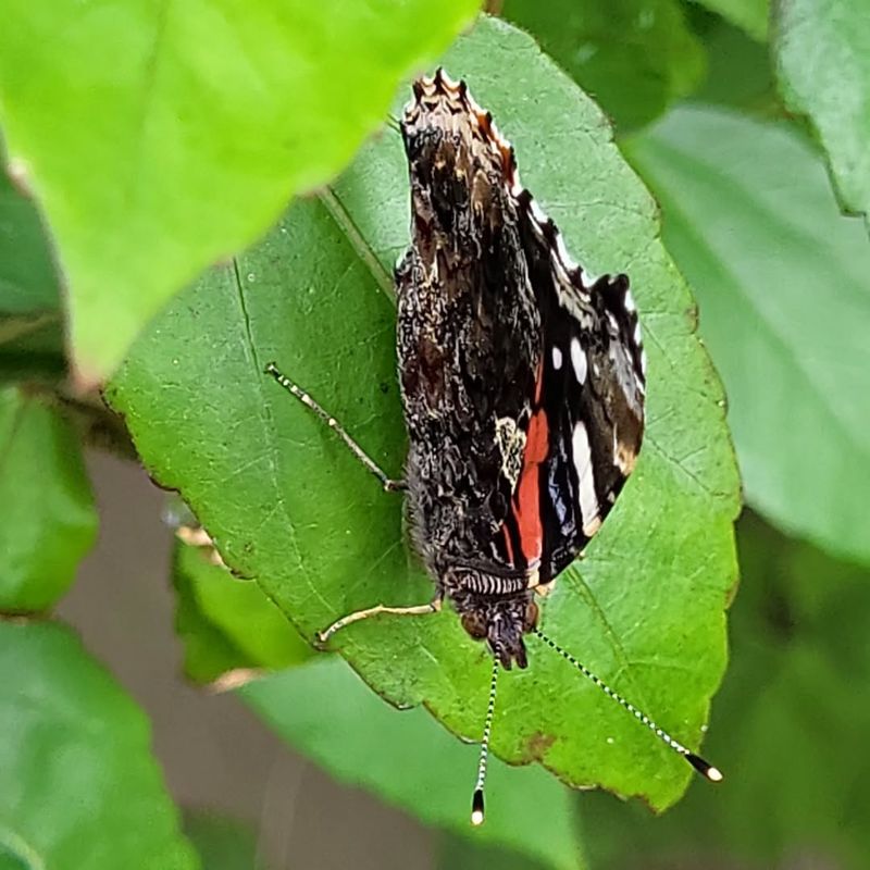 No Shelter Leaves Butterflies Exposed To Wind And Heat