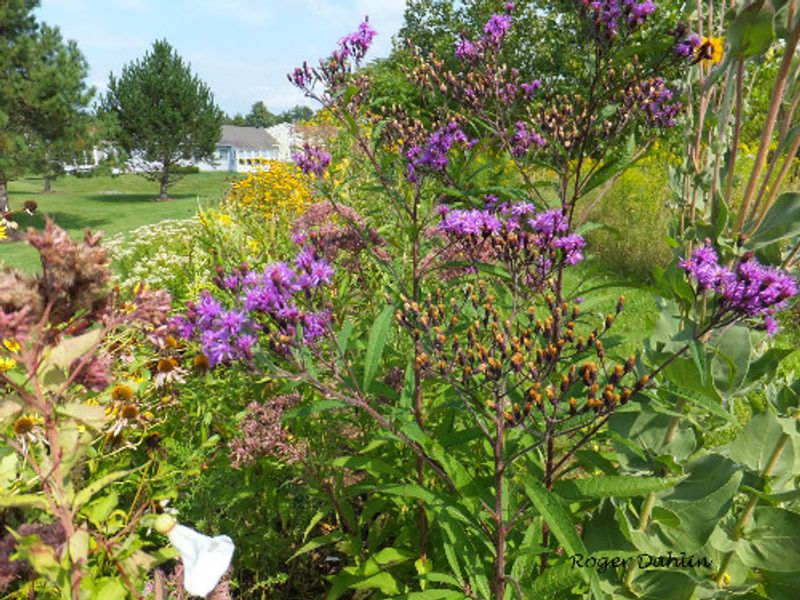 Nodding Onion Gardens Keeps Native Plant Orders Personal