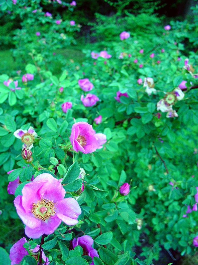 Nootka Rose Adds Loose Privacy With Wildlife Value Nootka Rose Adds Loose Privacy With Wildlife Value