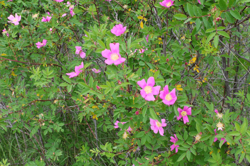 Nootka Rose Colonizes Informal Borders