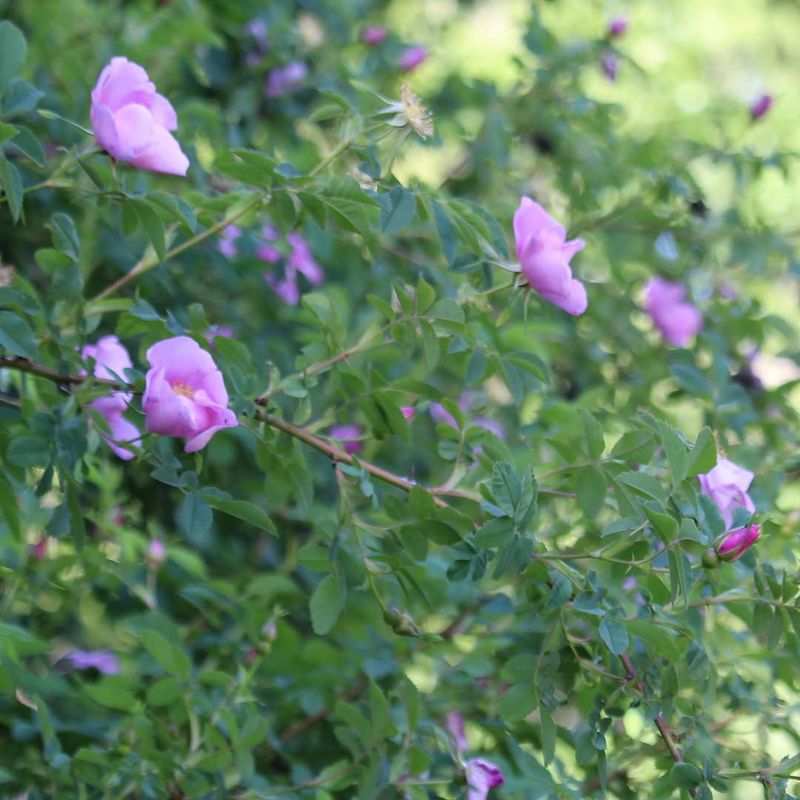 Nootka Rose Creates A Thorny Hedge Birds Actually Use