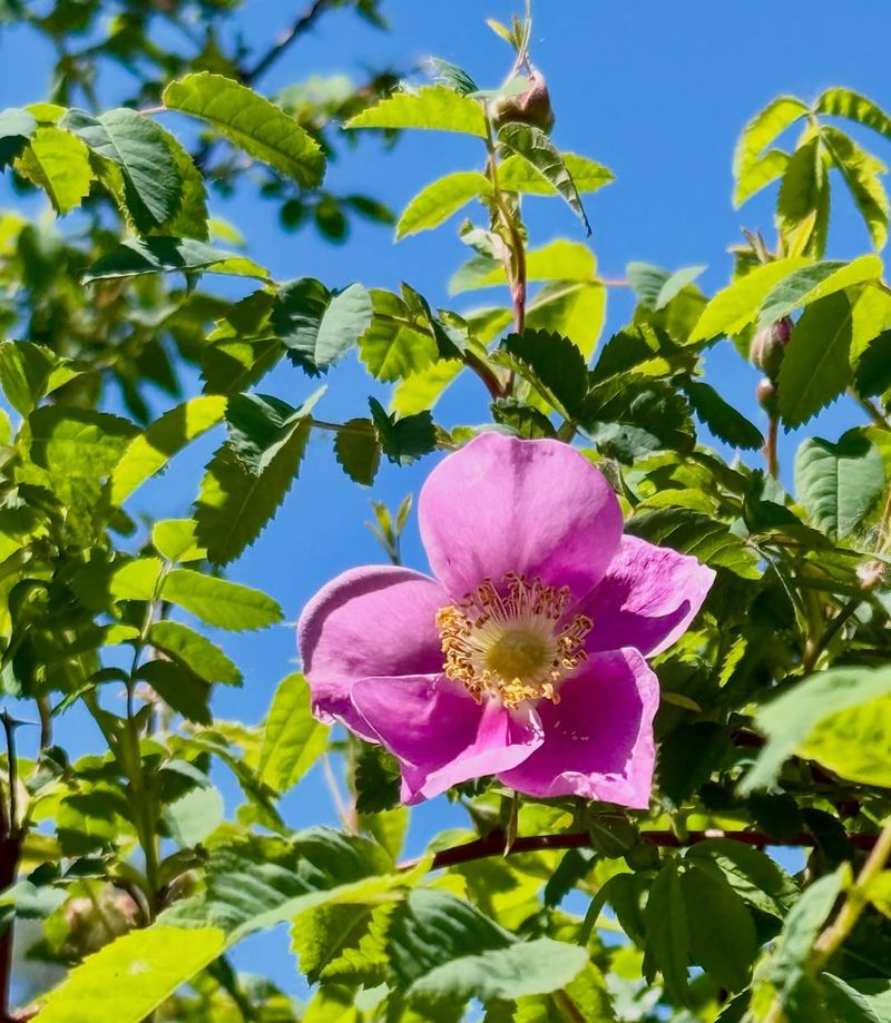Nootka Rose Settles Into Heavy Ground Naturally