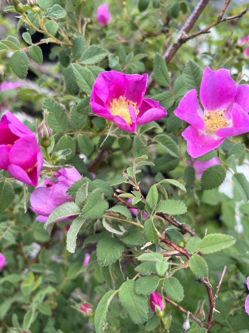 Nootka Rose Supports Informal Native Borders