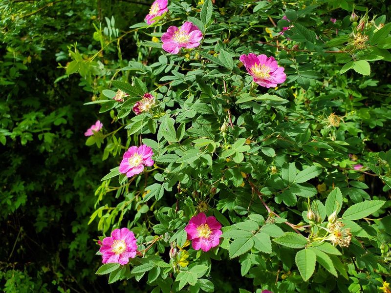 Nootka Rose