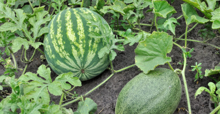 melons
