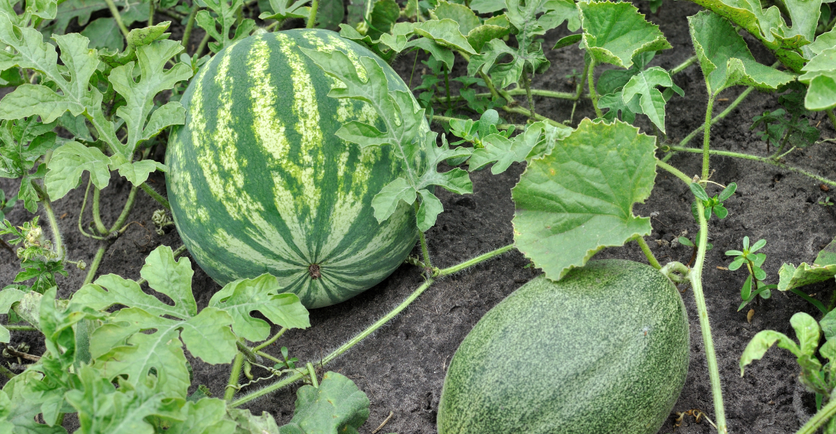 melons