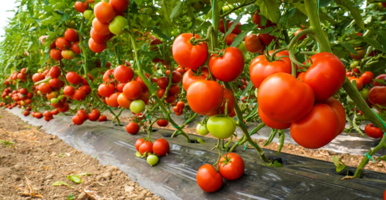 North Carolina Gardeners Are Getting More Tomatoes Per Plant By Avoiding These Common Mistakes