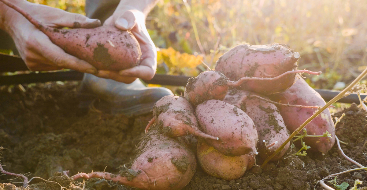 sweet potatoes