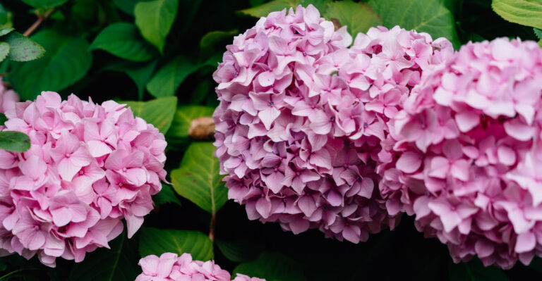 bigleaf hydrangea bloom
