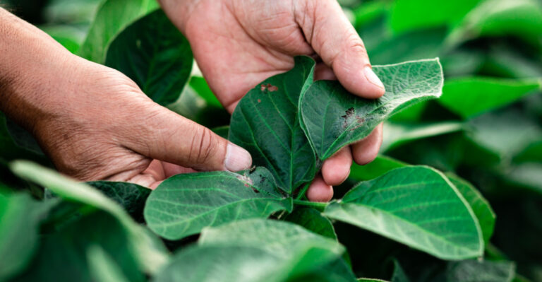 North Carolina Gardeners Who Do This One Thing In June Have Fewer Pest Problems All Summer