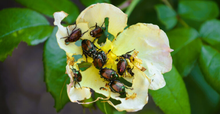 japanese beetle on rose