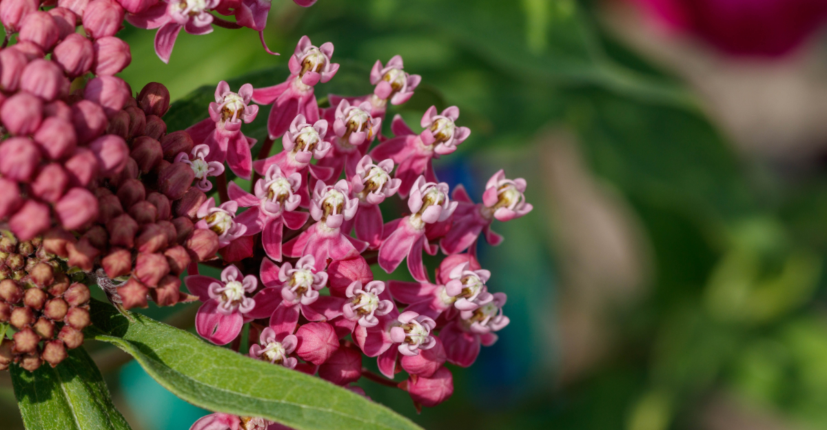 milkweed