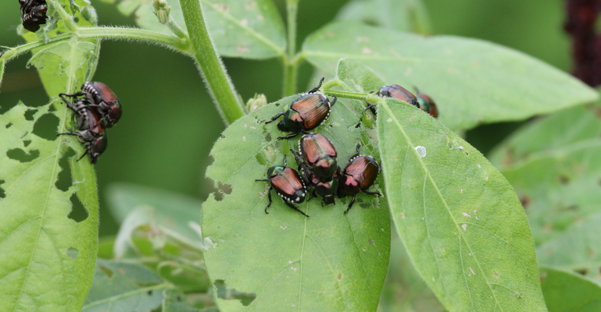japanese beetles