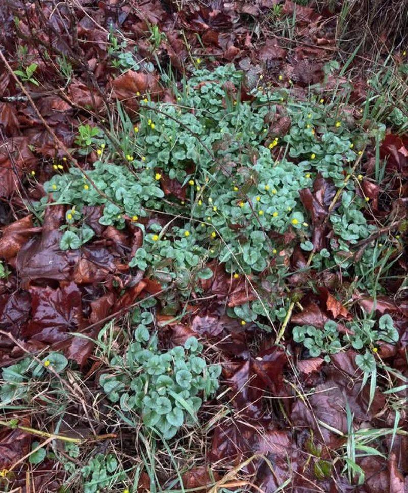North Carolina's Official Noxious Weed List Includes Several Restricted Plants North Carolina's Official Noxious Weed List Includes Several Restricted Plants