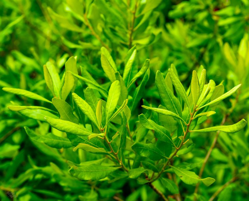 Northern Bayberry Adds A Looser Native Option Northern Bayberry Adds A Looser Native Option