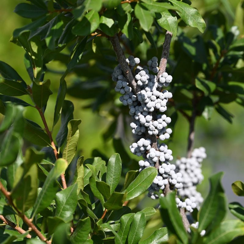 Northern Bayberry