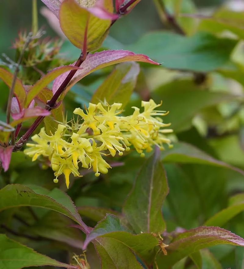 Northern Bush Honeysuckle 
