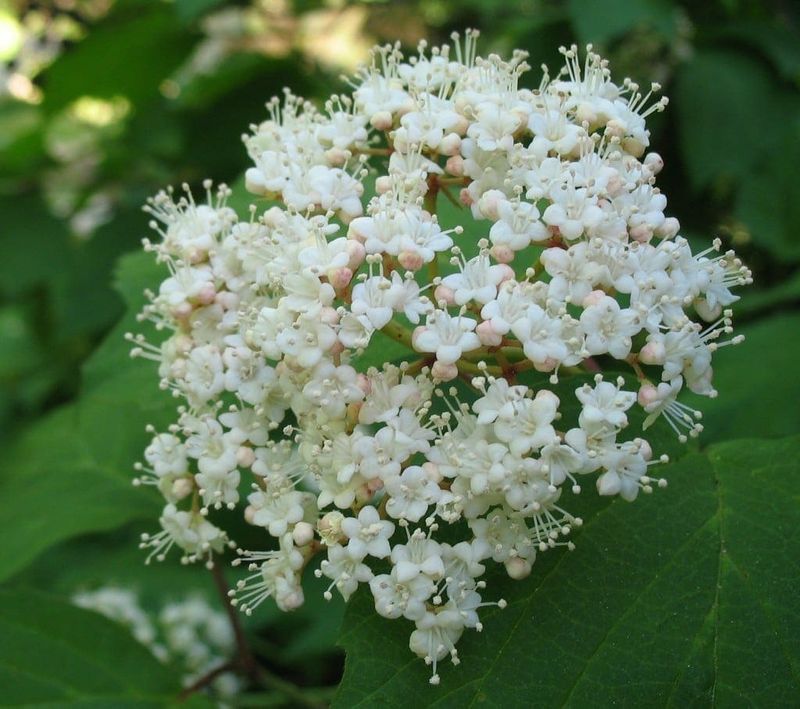 Northern Bush Honeysuckle And Mapleleaf Viburnum Northern Bush Honeysuckle And Mapleleaf Viburnum