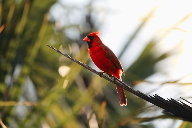 Northern Cardinals Signal Shrubs And Seeds Are Paying Off