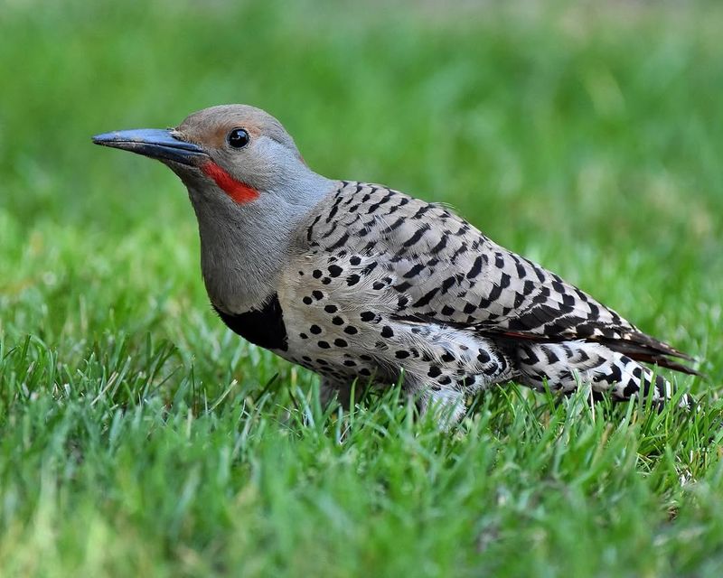 Northern Flickers Feed On Ants In The Grass