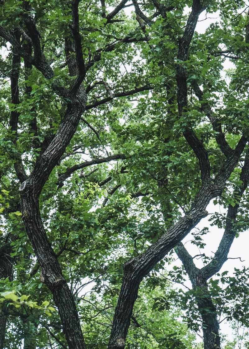 Northern Hackberry