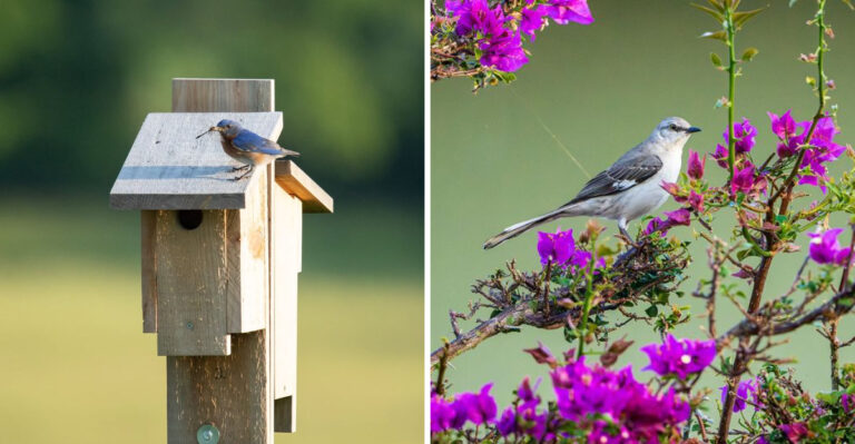 Northern Mockingbirds Do More For Texas Gardens Than Many Homeowners Realize