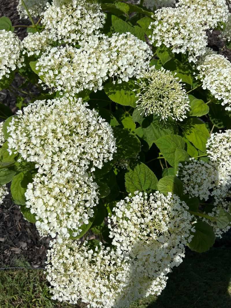 Northern Ohio Gardens Need Tougher Hydrangea Choices Northern Ohio Gardens Need Tougher Hydrangea Choices