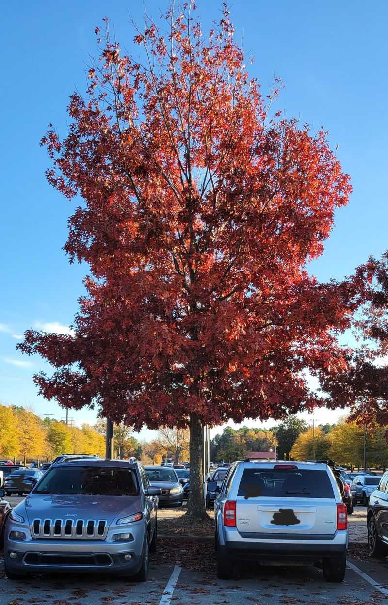 Northern Red Oak