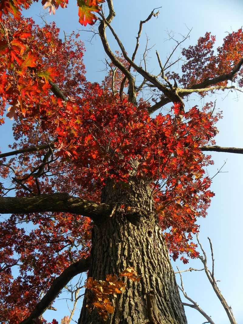 Northern Red Oak