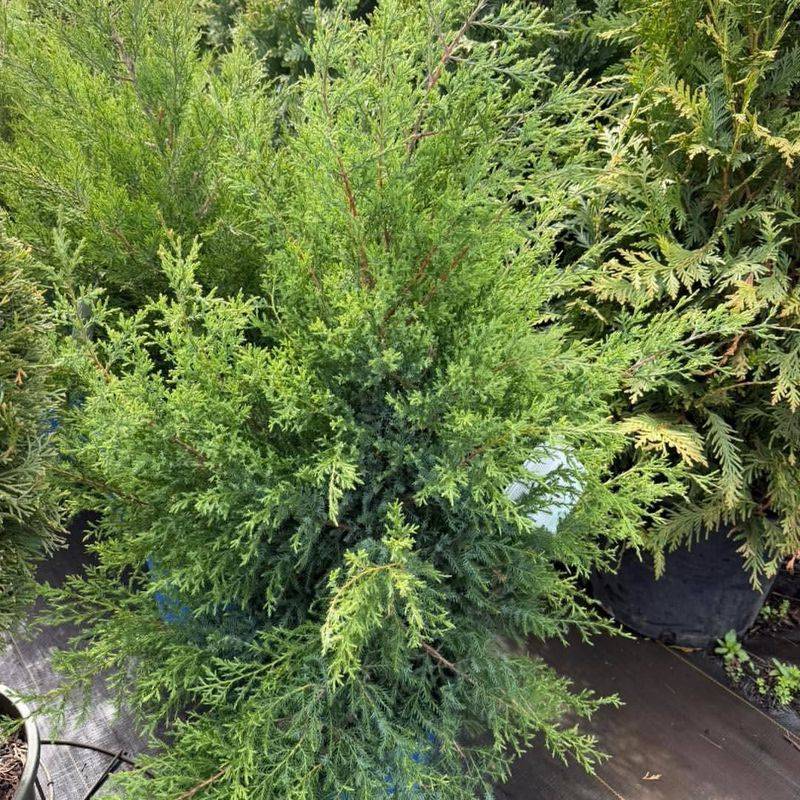 Northern White Cedar Northern White Cedar
