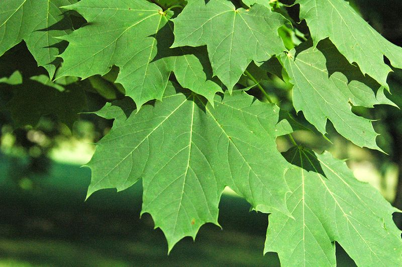 Norway Maple Norway Maple