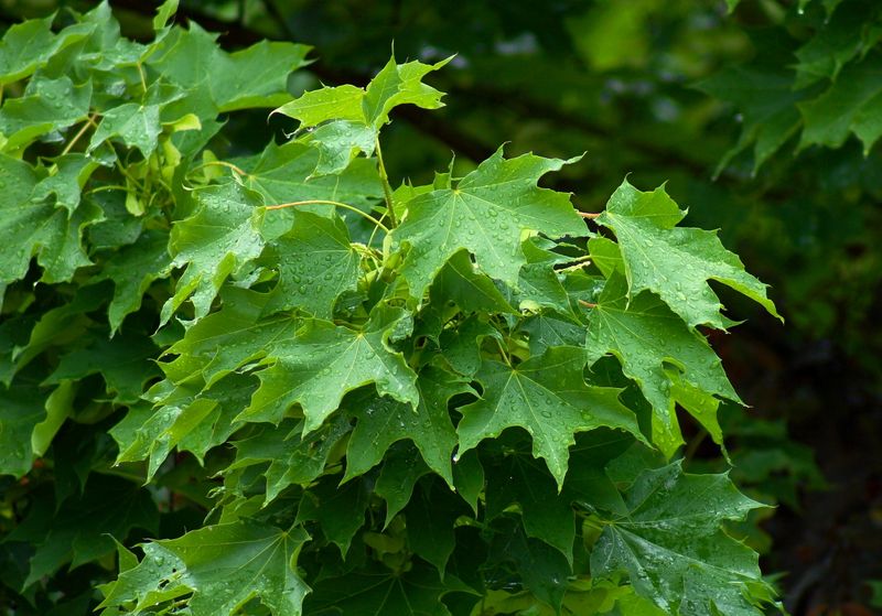 Norway Maple 