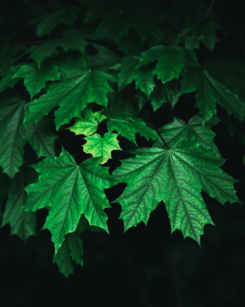 Norway Maple Norway Maple
