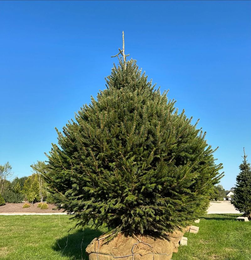 Norway Spruce Norway Spruce