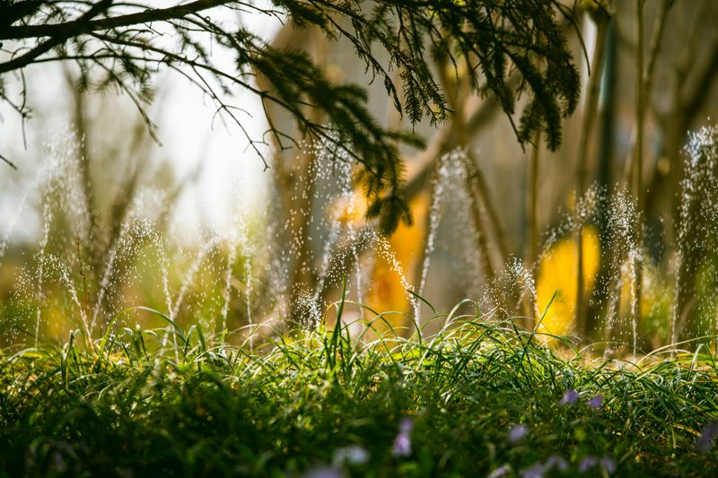 Not Adjusting Your Watering Schedule During Heat Waves