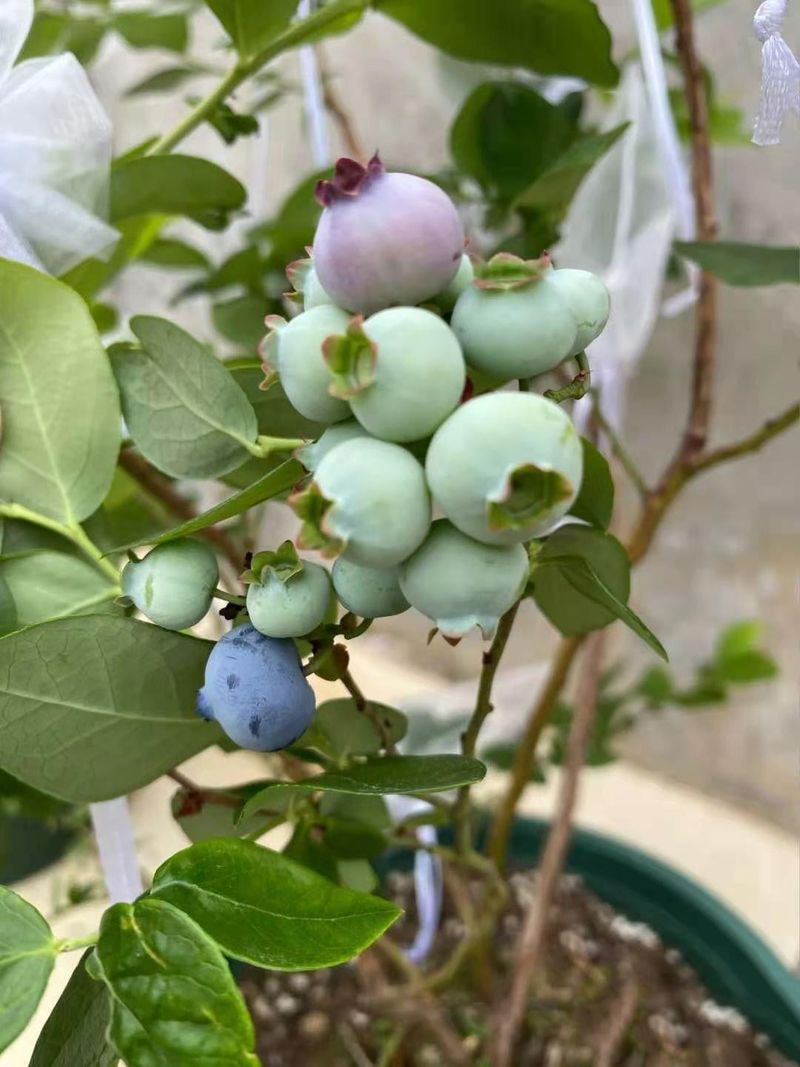 Not All Berries Ripen At The Same Time