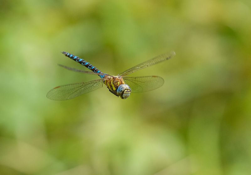 Not All Dragonfly Visits Mean The Same Thing