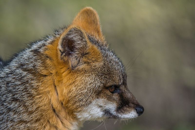 Not All Foxes In Maine Are The Same Not All Foxes In Maine Are The Same