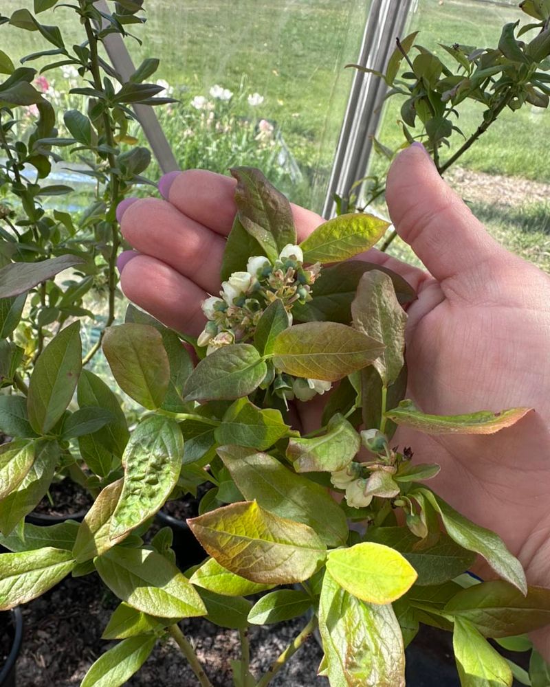 Not Choosing Compatible Cultivars Not Choosing Compatible Cultivars