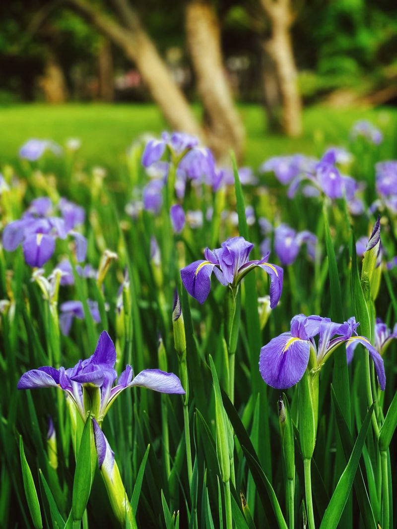 Not Dividing Your New Jersey Irises Stops The Blooms